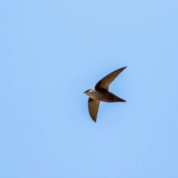 Alabama Birds Chimney Swift
