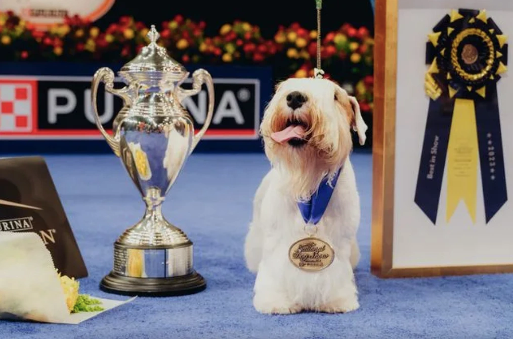 Stache the Sealyham Terrier wins Purina National Dog Show 2023