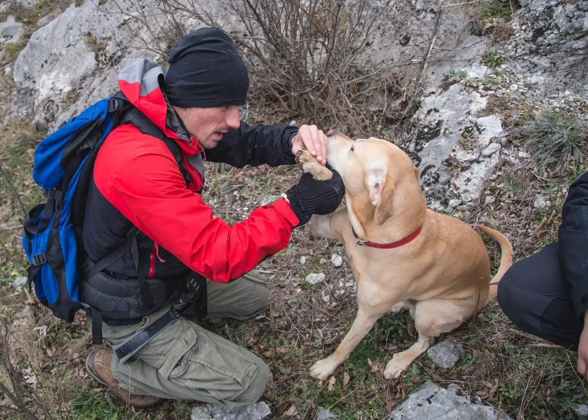 hikingdogpawinjury (1).webp