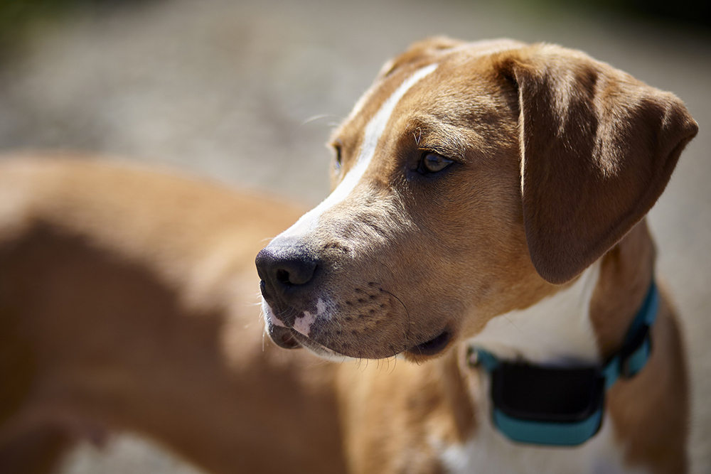 Service dog store training for migraines