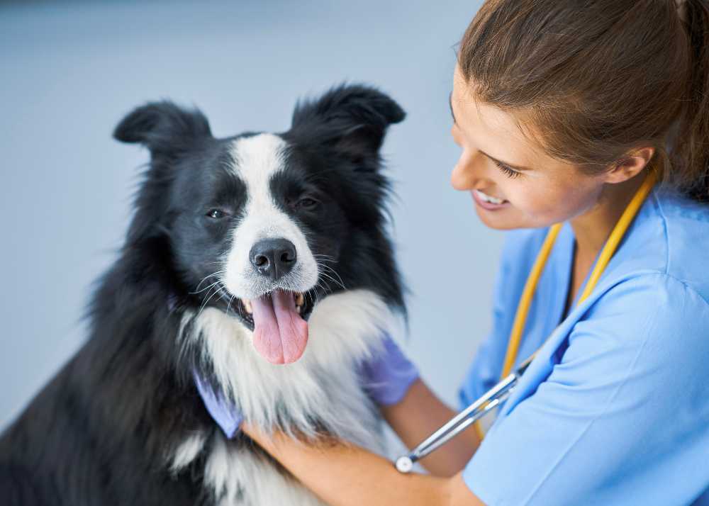A smiling vet examines a Border Collie