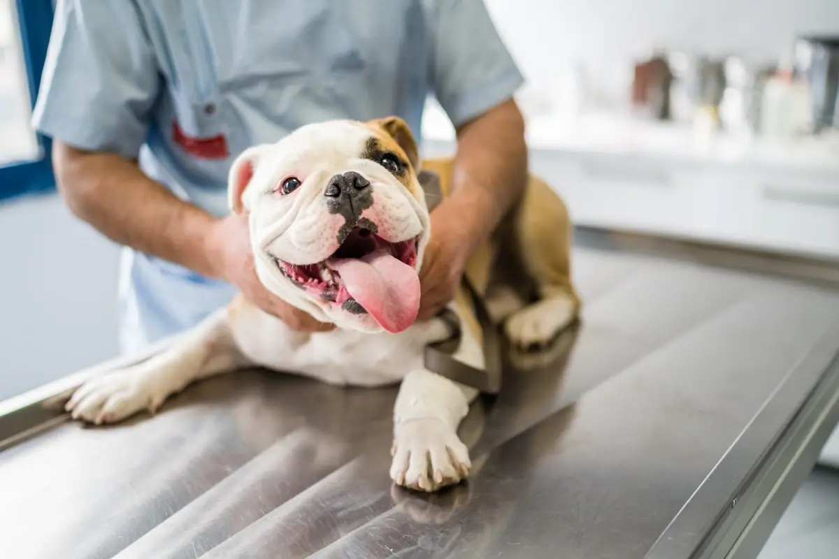 An English Bulldog rests on a veterinarian table with a happy smile and tongue out