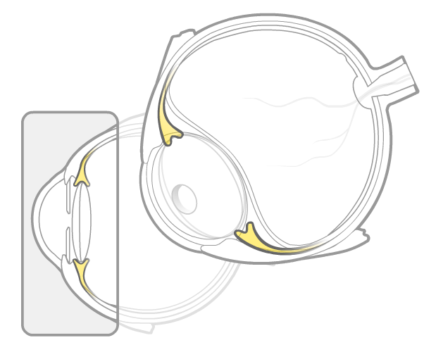 ciliarybody.png
