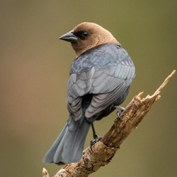 Alabama Birds Brown-Headed Cowbird