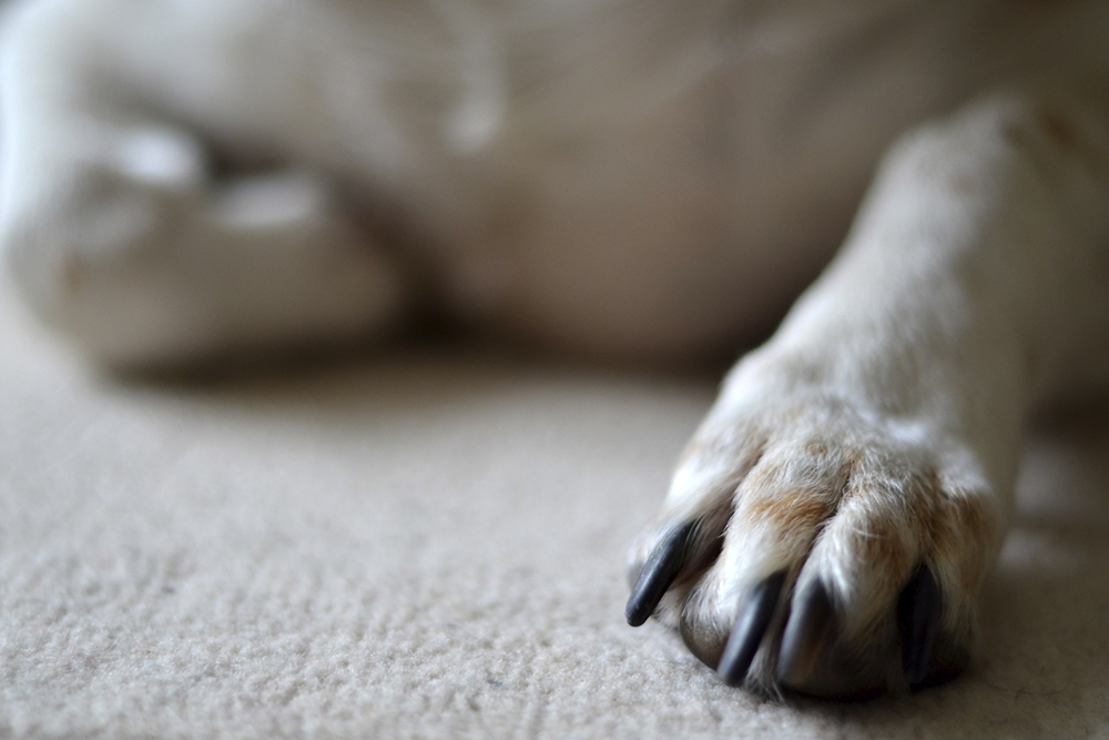 Dog licking paws after eating chicken