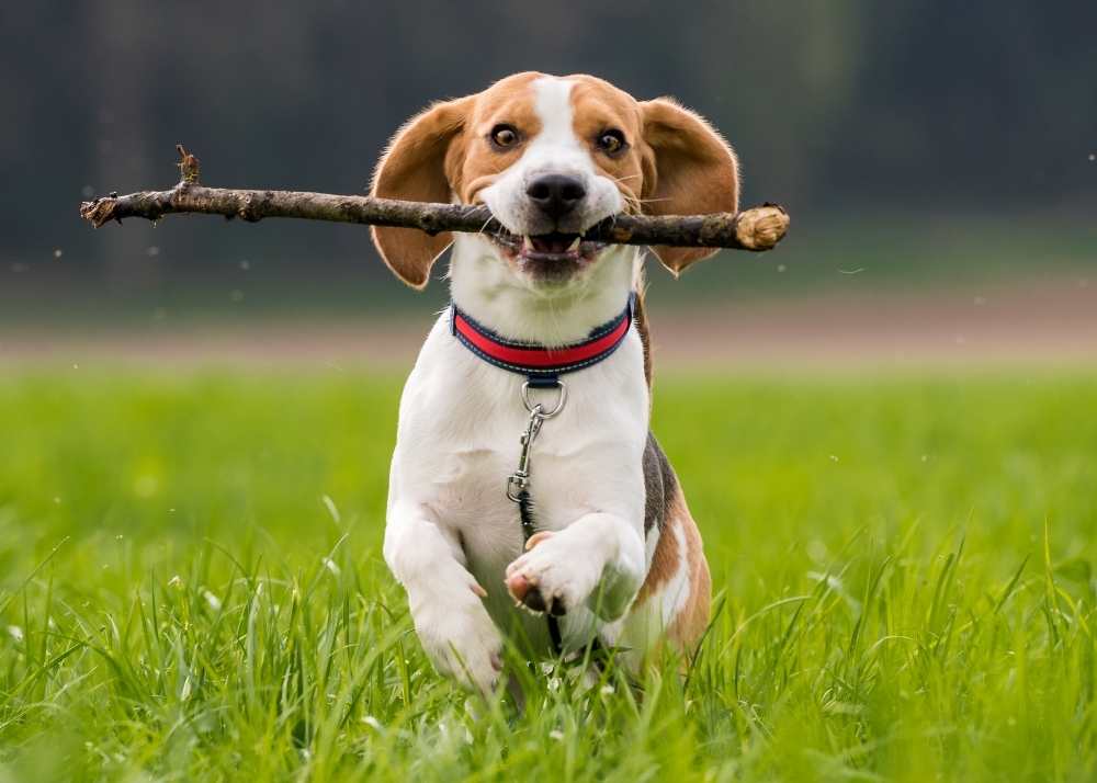 dogwithstick.jpg