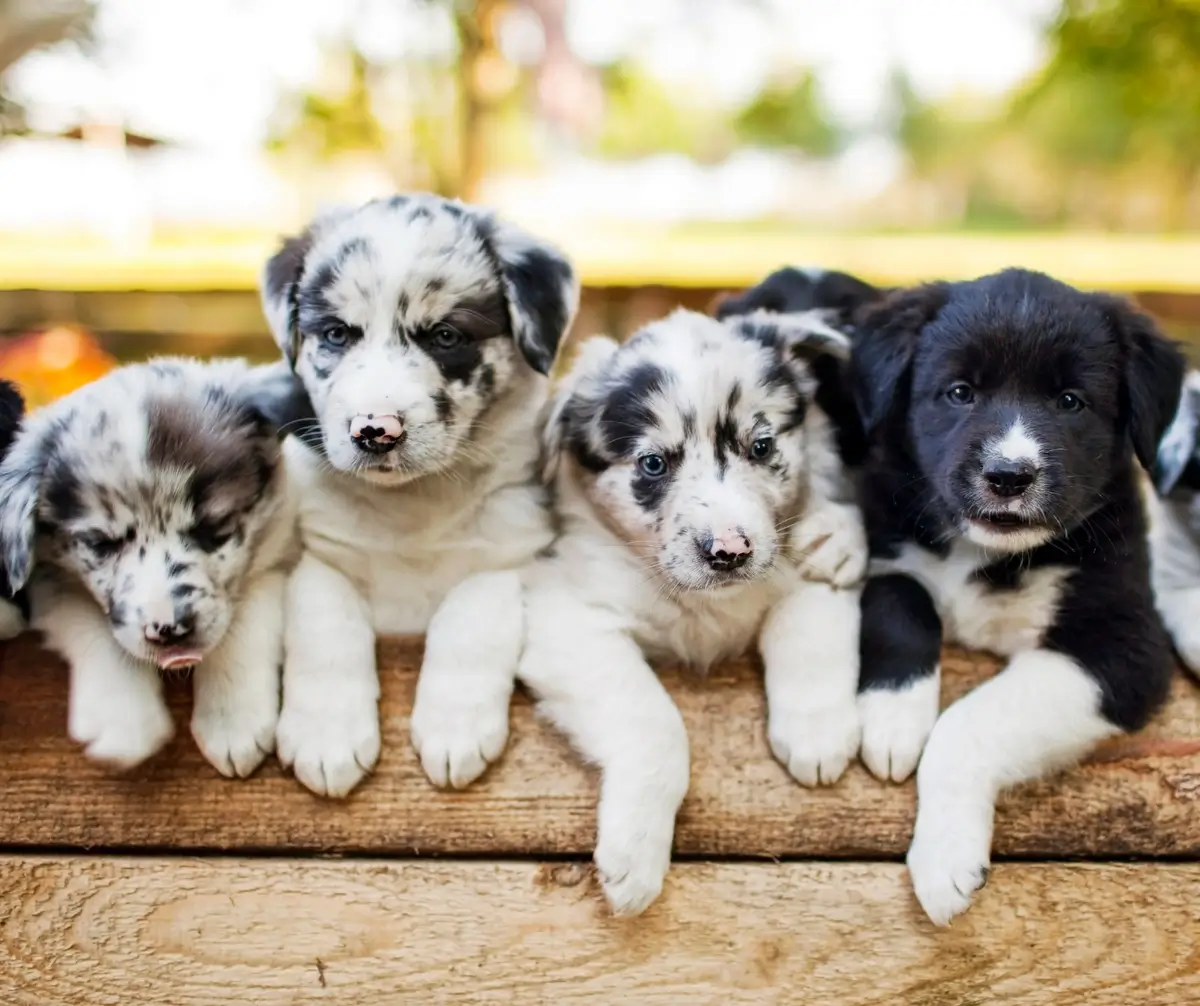 Border Collie Puppies.webp