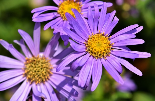 Purple Aster Flowers