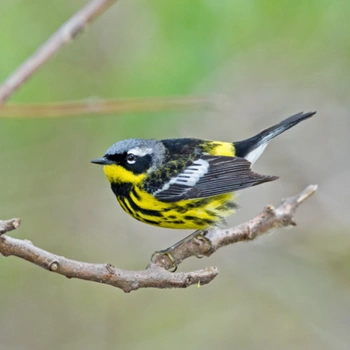 Alabama Birds Magnolia Warbler