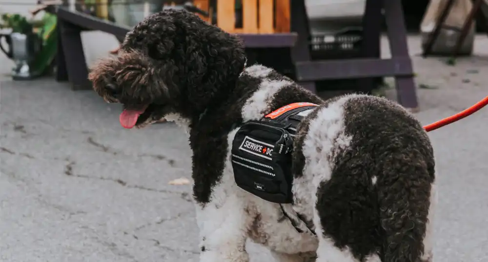 Black-and-white curly haired service dog.