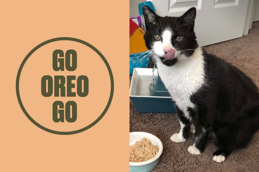 Oreo s Story Helping a Senior Cat Gain and Keep on Weight Nom Nom