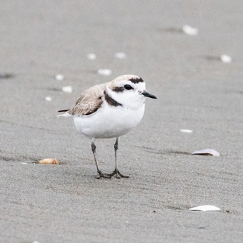Alabama Birds Snowy Plover