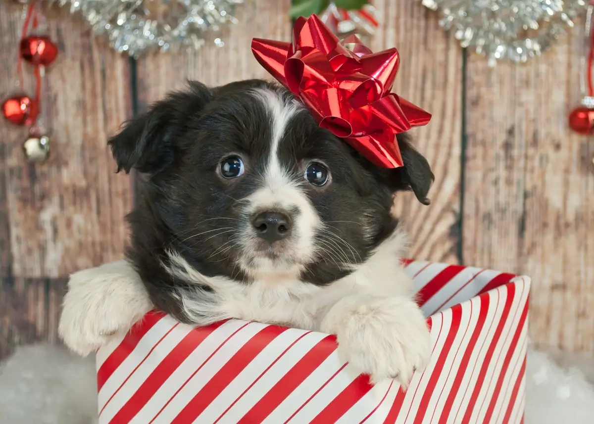 The Best Way to Surprise Someone with a Puppy for Christmas