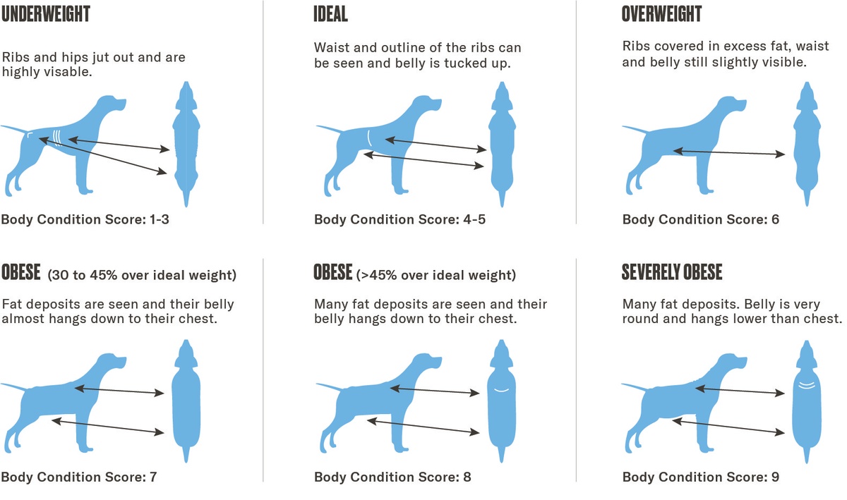 body condition score dog chart