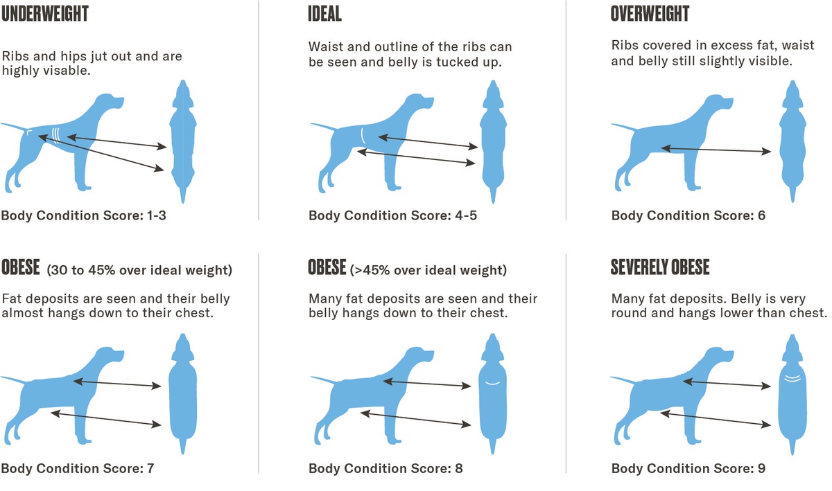 Is My Dog Overweight? Calculating BCS vs Dog BMI