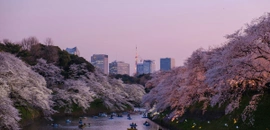 日本櫻花 櫻花預測 大阪 東京 福岡櫻花