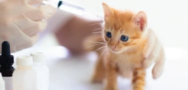 貓 打針 疫苗 三合一 四合一 五合一 腹膜炎 幼貓