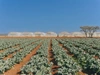 Rows of crops at a farm on a clear day at Bee Tree Farm 2026, participants of the WISE Program, an initiative of the Mastercard Foundation and IDH.