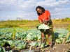 Sarah Kachedwa working in large garden, harvesting greens, as part of the YEFFA program in partnership with AGRA.
