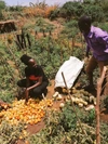 Lucua Epur Lebasha working in a garden, harvesting tomato's