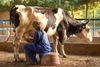 Woman milking a cow in a blue jumpsuit