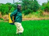 A woman stands in work clothing in a bright green grassy field carrying a fertilizer pack on her back, and smiling, AgroKings, Ghana, 2024.