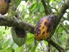 Cocoa beans with black pod disease growing on a tree