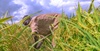 Farmer in a field bent forward tending to his crops