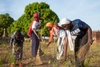 A group of women using brushes to clean around some crops in a field.
