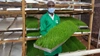 Man in PPE holding a tray of crop