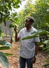 A man inspecting his avocado tree.