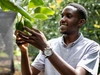 A young farmer inspecting his avocado crop.