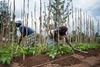 People farming outside.