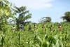 The women of the Tuugane Microfinance Group at work in the fields, weeding one of the maize and beans farms.