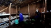A group of individuals working in an indoor mushroom farm, supported by YIDA Youth Initiative, Kyaka II Refugee Settlement, Uganda 2026
