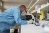 Dr. Robert Langat, wearing PPE, looks into a microscope as he works in a lab.