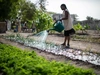 A woman watering her crops with a watering can at a farm, in Senegal