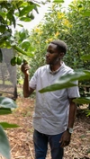 A man inspecting his avocado crop.