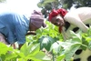 Two women bending forward and working with vegetables in the ground 