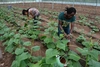 Two young women tending to squash plants in a greenhouse.