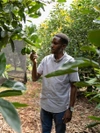 A man picking fruit from a tree.