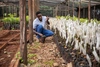 A young man tending to tree seedlings in a greenhouse.