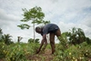 A man tending to a crop on a farm