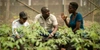 Three people talking in an urban farm greenhouse in Kiberia, Nairobi