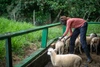 Apat Bul Kiir Aguer working with sheep