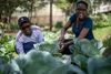 Kilimo Jijini Kenya 2019, two young women working in garden