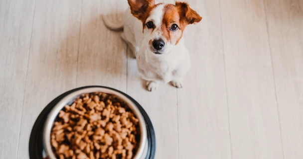 dog looking up at owner holding bowl of food