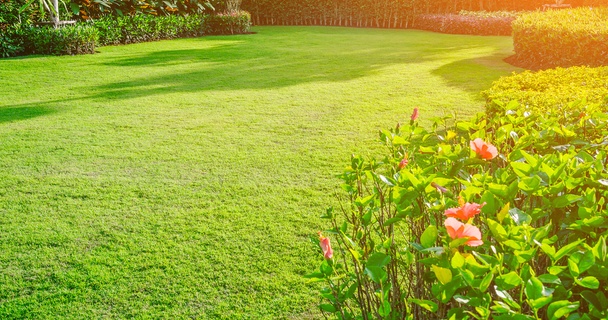 garden lawn