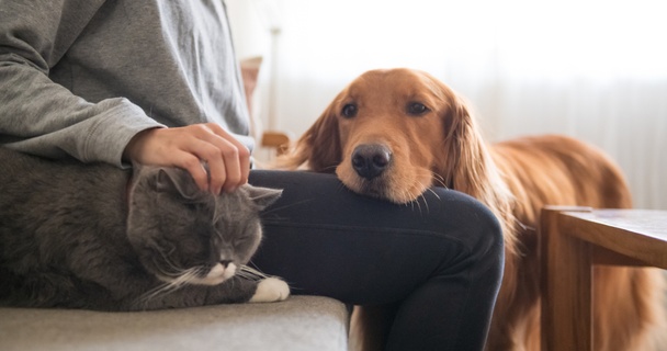 Where can I find budget pet products?