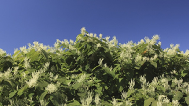 Japanese knotweed: how it can affect your property and your mortgage